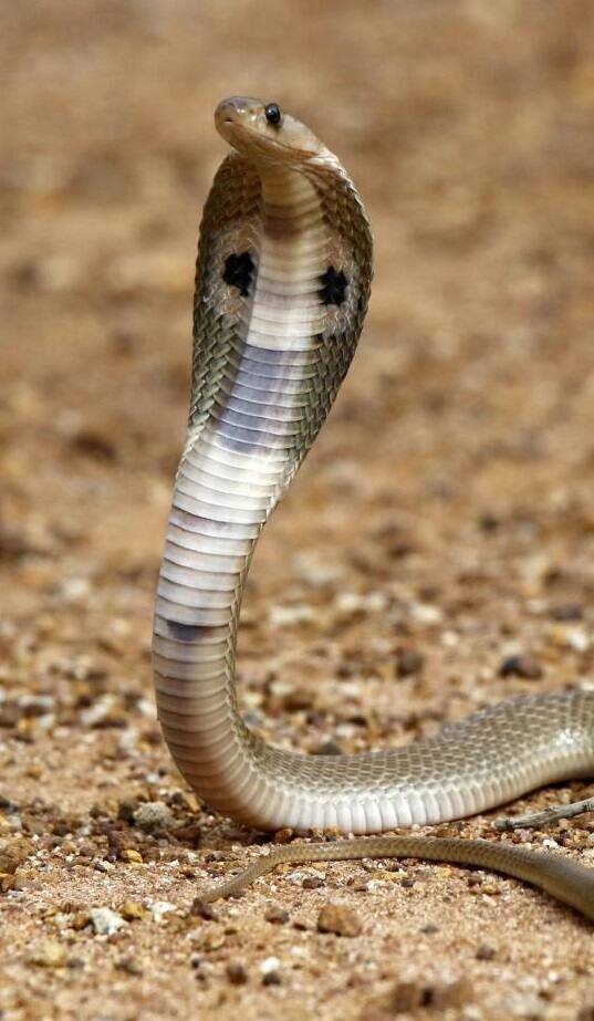 ભારતના 5 સૌથી ખતરનાક ઝેરી સાપ