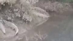 Uttarakhand: सुरई वन रेंज में बन रही जंगल सफारी, वन अधिकारियों ने किया निरीक्षण| Hindi News