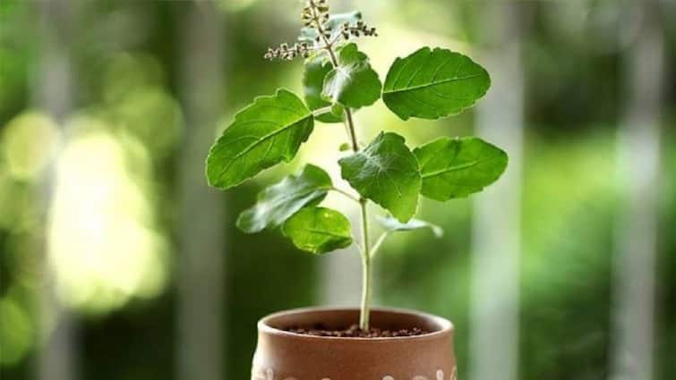 vastu tips for tulsi keep in mind these points while keeping basil plant at home घर पर लगा है तुलसी का पौधा? आसपास इन पौधों को रखने से बचें वरना हो सकता है नुकसान