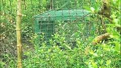 South 24 Paragana Tiger Scare : খাঁচা পেতে, মাচায় রাতভর পাহারাই সার, ধরা পড়েনি রয়্যাল বেঙ্গল