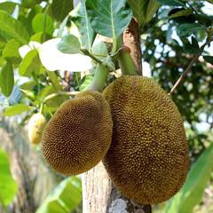 Benefits of Jackfruit : পুষ্টির পাওয়ার-হাউস, সুস্বাদু কাঁঠালের উপকারিতা জানলে অবাক হবেন