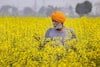 Mustard Farming: ਜਾਣੋ ਤੋਰੀਏ ਦੀ ਕਾਸ਼ਤ ਲਈ ਜ਼ਰੂਰੀ ਨੁਕਤੇ