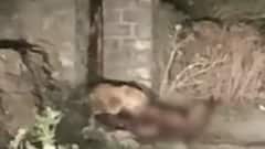 ગીર સોમનાથઃ ફરી એકવાર ચારપગનો આતંક, પાલતુ પશુનું સિંહે કર્યું મારણ