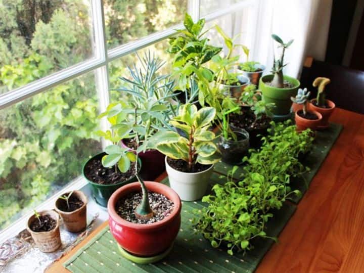 Vastu Tips For Plant: आर्थिक संकट को न्यौता देते हैं घर में लगे ये प्लांट, अगर आपके यहां भी है तो तुरंत हटा लें