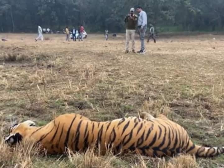 Madhya Pradesh Dindori district Tigress found dead under suspicious circumstances ANN Madhya Pradesh News: डिंडोरी के जंगल में बाघिन का शिकार!, जानें किन परिस्थितियों में मिला शव