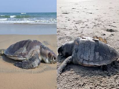 Villupuram: Olive riddle turtles die in Marakanam beach area விழுப்புரம் : மரக்காணம் பகுதியில் விசைப்படகு, மீன் வலையில் சிக்கும் ஆலிவ்ரிட்லி ஆமைகள்
