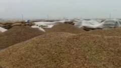 ખેડૂત નેતા દિલીપ સખિયાનો દાવો, ચણા, જીરુંના પાકને માવઠાથી નુકસાન, જુઓ ગુજરાતી ન્યુઝ