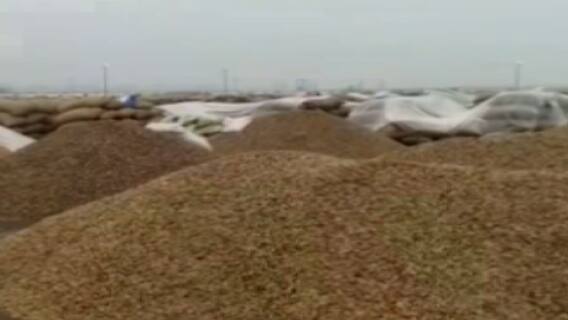 ખેડૂત નેતા દિલીપ સખિયાનો દાવો, ચણા, જીરુંના પાકને માવઠાથી નુકસાન, જુઓ ગુજરાતી ન્યુઝ