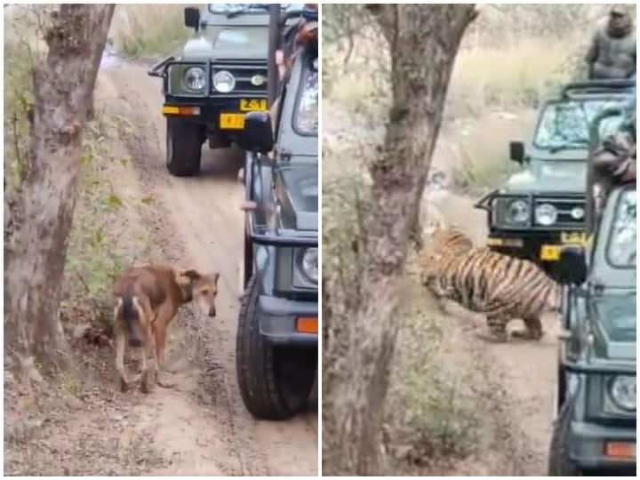 In Ranthambore tigress Sultana hunted dog in one stroke video viral on social Media Watch: रणथंभौर में बाघिन ने एक ही झटके में किया कुत्ते का शिकार, रोंगटे खड़े कर देगा वीडियो