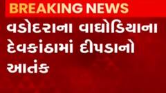 વડોદરાઃ વાઘોડિયામાં દીપડાનો આતંક, વનવિભાગની ટીમ એક્શનમાં; જુઓ ગુજરાતી ન્યૂઝ