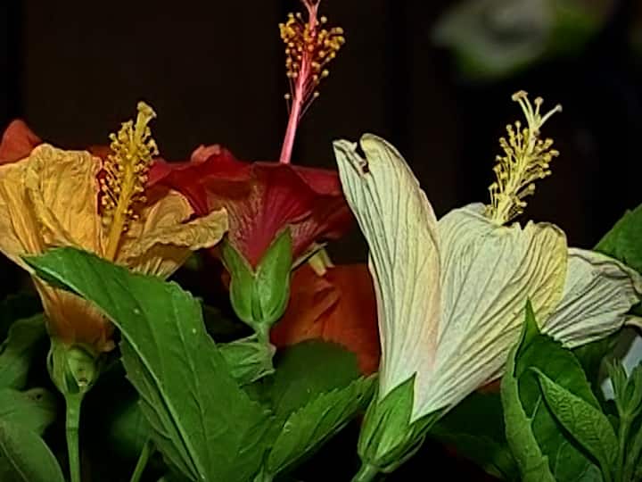 प्रदर्शनातील फुलांना आणि झाडांना वेगवेगळ्या गटात यांना बक्षिसे देखील दिली आहेत