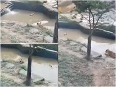 Watch: बत्तख ने बाघ के साथ खेला शानदार हाइड एंड सीक गेम, सोशल मीडिया पर मिला फेम