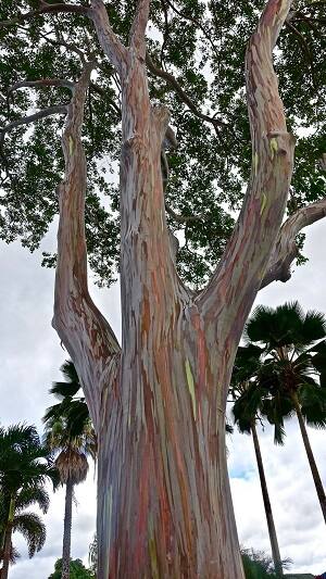 ইউক্যালিপটাস গাছের কত গুণ জানেন?