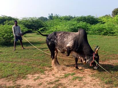 Tanjore youngsters gives special training to the bulls for Jallikattu Jallikattu 2022: ஜல்லிக்கட்டுக்கு தயாரான தஞ்சை மாவட்ட காளைகளும் காளையர்களும்...!