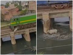 Watch: ट्रेन की चपेट में आने के बाद भी जिंदा बची गाय, वीडियो देख लोगों की अटकी सांसें
