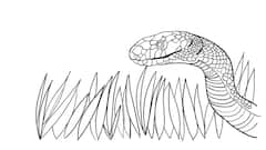 Snakebite First Aid: সাপে কামড়ালে কী করবেন কী করবেন না?