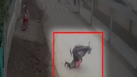 ભાવનગરઃ આખલાએ અડફેટે લીધેલા વેપારીનું 23 દિવસ બાદ મોત, જુઓ ગુજરાતી ન્યૂઝ