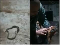 Watch: डॉगी ने जान जोखिम में डाल कोबरा सांप को किया पस्त, दंग कर देगा वीडियो