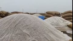 રાજકોટઃ વરસાદની આગાહી વચ્ચે માર્કેટયાર્ડના સત્તાધીશોની બેદરકારી, જુઓ ગુજરાતી ન્યૂઝ