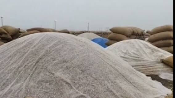 રાજકોટઃ વરસાદની આગાહી વચ્ચે માર્કેટયાર્ડના સત્તાધીશોની બેદરકારી, જુઓ ગુજરાતી ન્યૂઝ