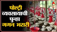 Nandurbar Poultry Business : बर्ड फ्ल्यूमुळे उध्वस्त झालेल्या पोल्ट्री व्यवसायाची पुन्हा गगन भरारी