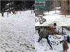 J&K: सफेद बर्फ की चादर से ढका जम्मू कश्मीर, पटनीटॉप में भी टूरिस्टों की हुई चांदी, तस्वीरों में देखें  बर्फबारी का अद्भुत नजारा