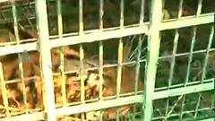 Kultoli: ৬ দিন পর অবশেষে খাঁচাবন্দি কুলতলির রয়্যাল বেঙ্গল টাইগার । Bangla News