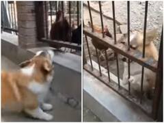 Watch: मुर्गियों पर दहाड़ रहा था डॉगी, बाड़े में जाते ही बना भीगी बिल्ली