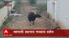 Sangli : सांगली शहरात गव्याचं दर्शन, वन विभागाच्या अधिकाऱ्याची तारांबळ ABP Majha