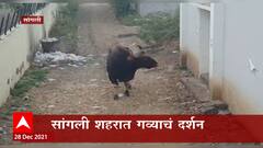 Sangli : सांगली शहरात गव्याचं दर्शन, वन विभागाच्या अधिकाऱ्याची तारांबळ ABP Majha