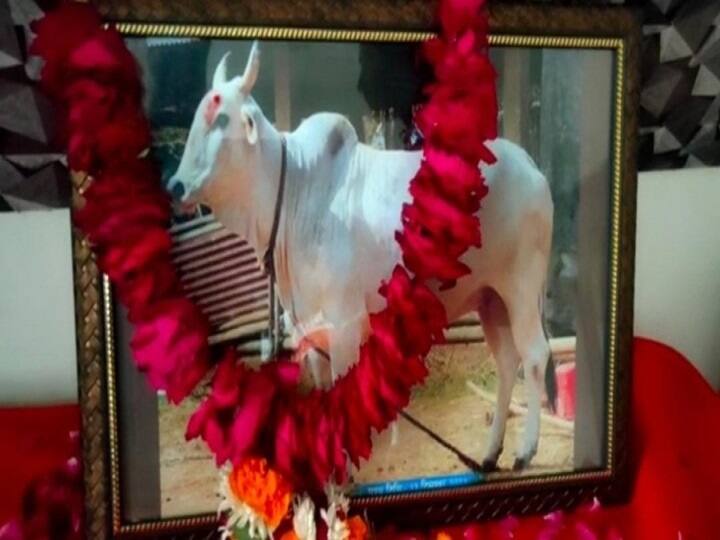 Firozabad Farmer Performed Cow Funeral Procession According to Vedic Rituals ANN फिरोजाबाद में गाय की तेरहवीं: किसान ने वैदिक रीति रिवाज से किया गाय का अंतिम संस्कार, हजारों ग्रामीणों ने भोजन किया