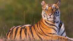 Kultali Tiger: ৬দিন পর খাঁচাবন্দি রয়্যাল বেঙ্গল টাইগার, নিয়ে যাওয়া হল মাতলার নির্জন স্থানে | Bangla News