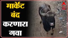 Sangali :सांगलीत शहरात घुसलेल्या गव्याला पुन्हा जंगलात धाडण्याचे प्रयत्न सुरु : ABP Majha