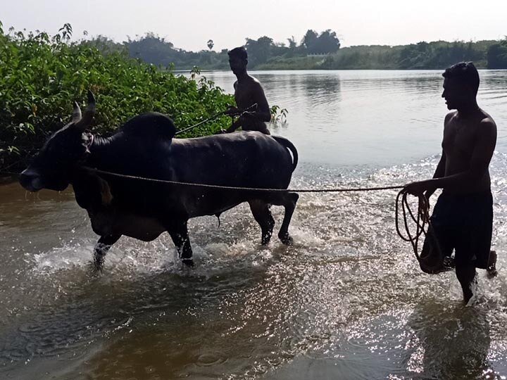 Jallikattu 2022: ஜல்லிக்கட்டுக்கு தயாரான தஞ்சை மாவட்ட காளைகளும் காளையர்களும்...!