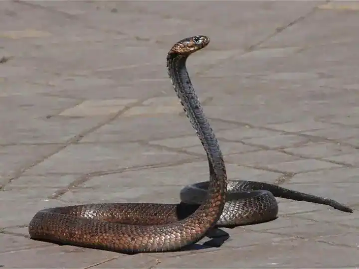 Snake Bite Tips: ਜੇਕਰ ਸੱਪ ਡੰਗੇ ਤਾਂ ਇਸ ਤਰ੍ਹਾਂ ਕਰੋ ਬਚਾ, ਭੁੱਲ ਕੇ ਵੀ ਨਾ ਕਰੋ ਇਹ ਕੰਮ
