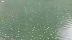 વડોદરાના વાઘોડિયામાં કમૌસમી વરસાદ. ખેડૂતો થયા ચિંતિત, જુઓ ગુજરાતી ન્યુઝ