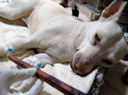 Mumbai: dogs private part chopped off by unidentified man Mating-இன் போது நாயை வதைத்த கொடூரன் - முதலமைச்சருக்கு கோரிக்கை வைத்த விலங்கு நல ஆர்வலர்கள்
