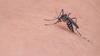 Mosquito: বিকেল হতেই ঘরে মশা ঢুকছে? কীভাবে তাড়াবেন?
