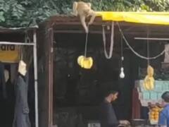 Watch: बंदर ने अनोखे अंदाज में दुकान से चुराए फल, दुकानदार को नहीं लगी भनक