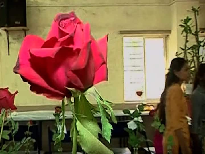 खास करून बोनसाय झाडे पाहण्यासाठी नागरिक गर्दी करत आहेत.