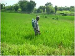 Ujjain News: उज्जैन में फसल बीमा कराने की अंतिम तारीख 31 दिसंबर, जानिए क्या होंगे जरुरी दस्तावेज