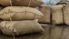 પાટણઃ રાધનપુર APMCના સત્તાધીશો બેદરકારી, ઠેર ઠેર ભરાયા પાણી; જુઓ ગુજરાતી ન્યૂઝ