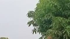 ફટાફટ: કચ્છ અને ઉતર ગુજરાતમાં કમૌસમી વરસાદ, ખેડૂતોના માથે સંકટ, જુઓ ગુજરાતી ન્યુઝ