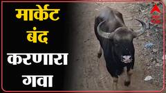 Sangali : सांगलीत शहरात घुसलेल्या गव्याला पुन्हा जंगलात धाडण्याचे प्रयत्न सुरु : ABP Majha