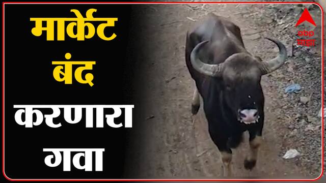 Sangali : सांगलीत शहरात घुसलेल्या गव्याला पुन्हा जंगलात धाडण्याचे प्रयत्न सुरु : ABP Majha