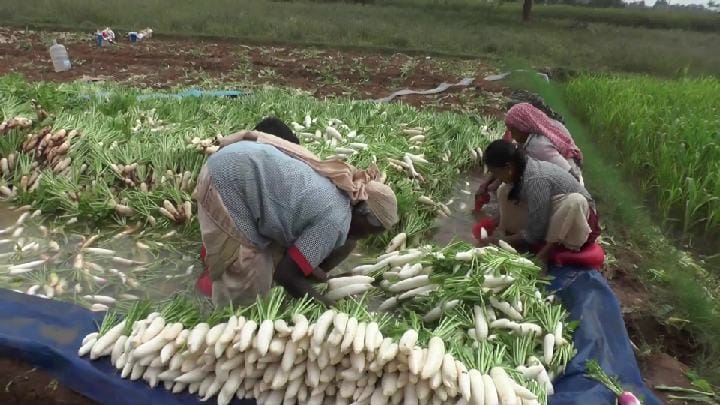 விளைச்சல் அதிகரிப்பால் முள்ளங்கி விலை கடும் வீழ்ச்சி - அடிமட்ட விலைக்கு கொள்முதல் செய்வதாக விவசாயிகள் வேதனை