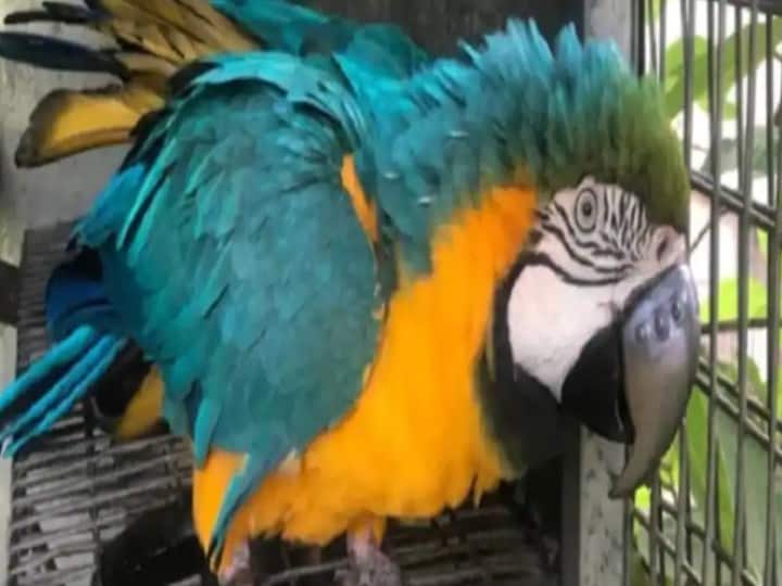 Trending News: मेडिकल साइंस का अनोखा कारनामा, चोंच टूटने पर तोते को लगाई टाइटेनियम की 3D चोंच Doctors fitted titanium 3D beak on parrot after breakdown Trending News: मेडिकल साइंस का अनोखा कारनामा, चोंच टूटने पर तोते को लगाई टाइटेनियम की 3D चोंच