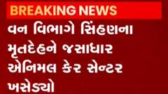 ગીર સોમનાથઃ વેણ વિસ્તારમાં મળ્યો સિંહણનો મૃતદેહ, જુઓ ગુજરાતી ન્યૂઝ
