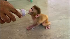 Jodhpur | This Baby Monkey is being taken care of in a UNIQUE way at Machia Safari Park