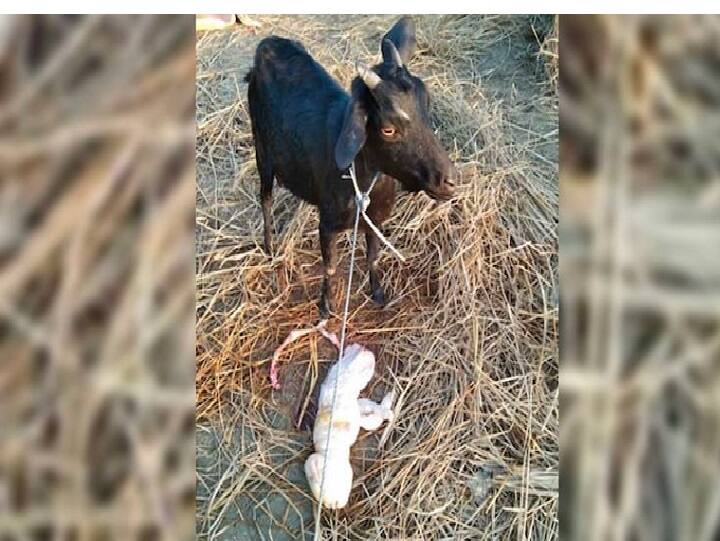 Goat gives birth to 'human-like' offspring in Assam | See pics மனித உருவத்தில் ஆட்டுக்குட்டி: அசாமில் ஒரு அதிசயம்! விளக்கமளித்த மருத்துவர்..